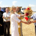 11 июля в хозяйстве начали уборку зерновых культур