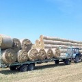 Прессование и скирдование соломы после уборки