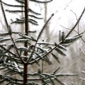 Где купить елку в Большой Берестовице.