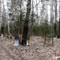 В Берестовицком лесничестве начался сбор березового сока.
