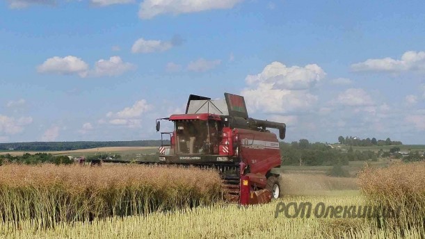 Уборочная кампания в РСУП "Олекшицы" набирает маштаб.