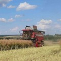 Уборочная кампания в РСУП "Олекшицы" набирает маштаб.