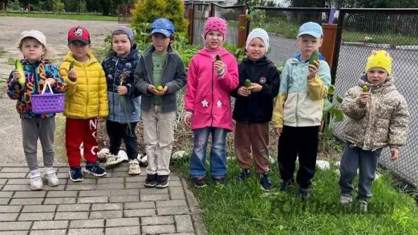 НАШИ ДЕТИ. Первый урожай лета собрали олекшицкие дошкольники.